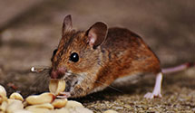 24 Hour & Emergency Exterminators in Gardena, CA